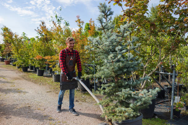 Best Tree Clearing Services  in Ranger, TX